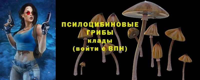 хочу   Дюртюли  Галлюциногенные грибы Psilocybe 